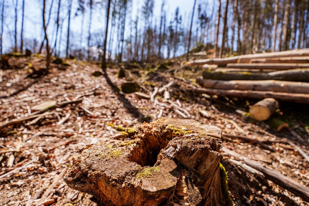 Die EU-Entwaldungsverordnung wird nach Druck auf der Wirtschaft abgeschwächt. (Symbolbild)