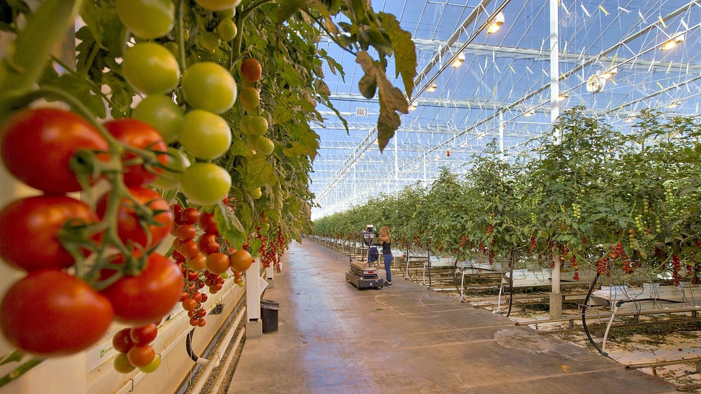 Ein junges Unternehmen will in Arneburg Gewächshäuser bauen, in denen 20.000 Tonnen Tomaten pro Jahr produziert werden sollen.