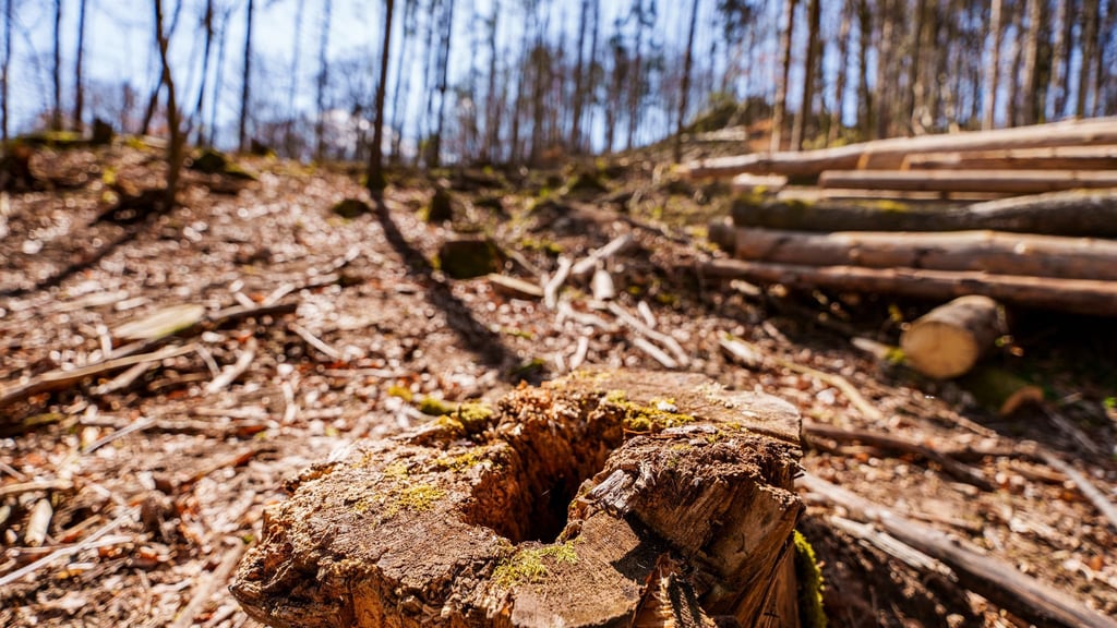 Die EU-Entwaldungsverordnung wird nach Druck auf der Wirtschaft abgeschwächt. (Symbolbild)