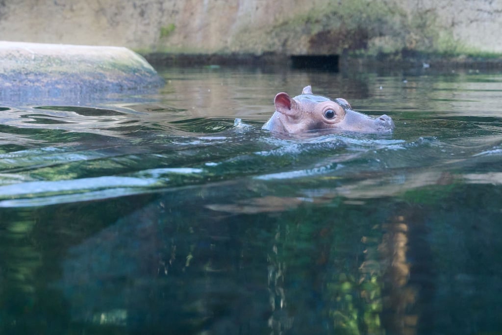 Bis zum 14. Dezember können Namen für den kleinen Bullen vorgeschlagen werden. (Archivbild)