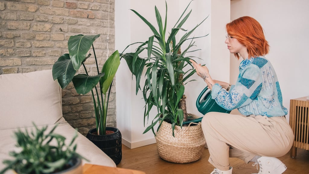 Wenn es draußen fröstelt, ist es Zeit, Zimmerpflanzen etwas mehr Aufmerksamkeit zu schenken.