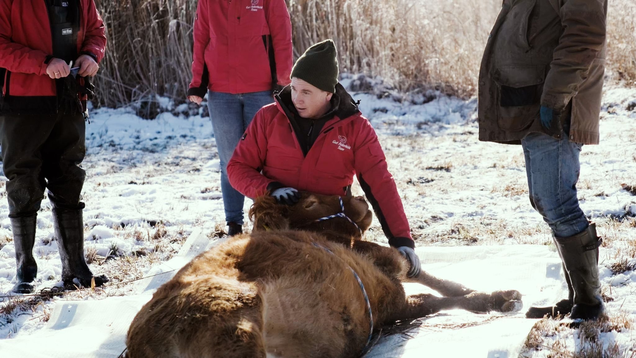 Tiere: Entflohene Kuh nach Monaten mit Betäubungspfeil gefangen