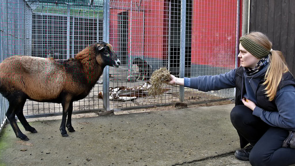 Tierpflegerin Anna Jonas versucht, das verängstigte Schaf im Tierheim Satuelle mit Heu zu füttern.