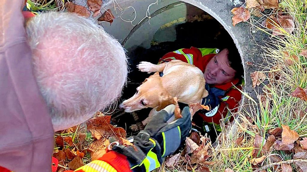 Die Feuerwehr im Seeland hat am Concordia See einen kleinen Hund aus einem Schacht gerettet.