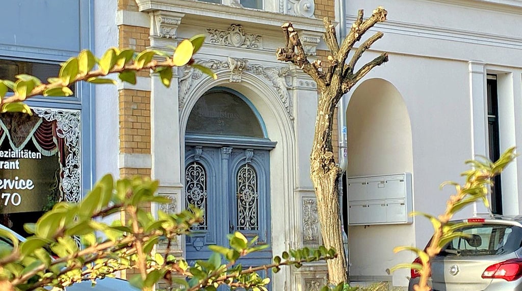 Diese Kugelrobinie in der Frommhagenstraße in Stendal ist abgestorben und wird demnächst gefällt.