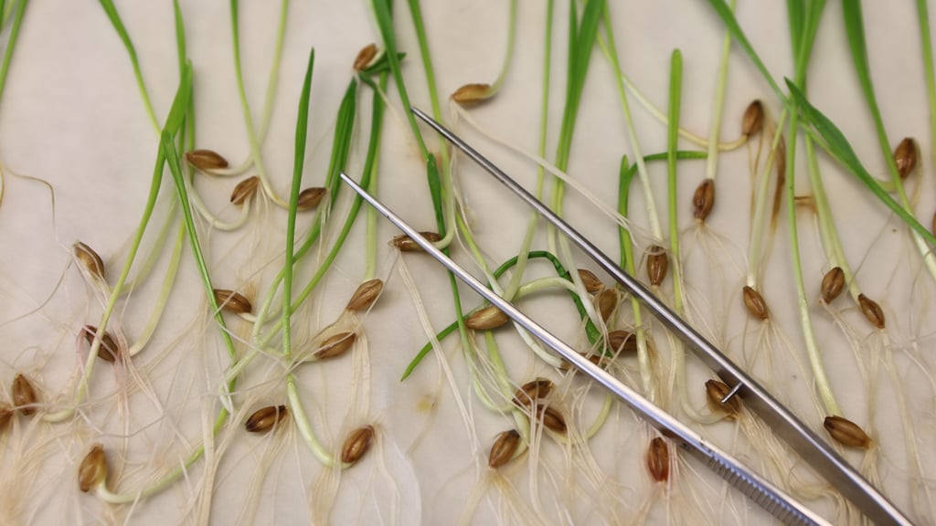 Die neuen Vorgaben müssen noch vom EU-Parlament und den EU-Staaten bestätigt werden. Normalerweise ist das Formsache, wenn sich die Unterhändler der Institutionen zuvor auf einen Kompromiss geeinigt haben.(Archivbild)