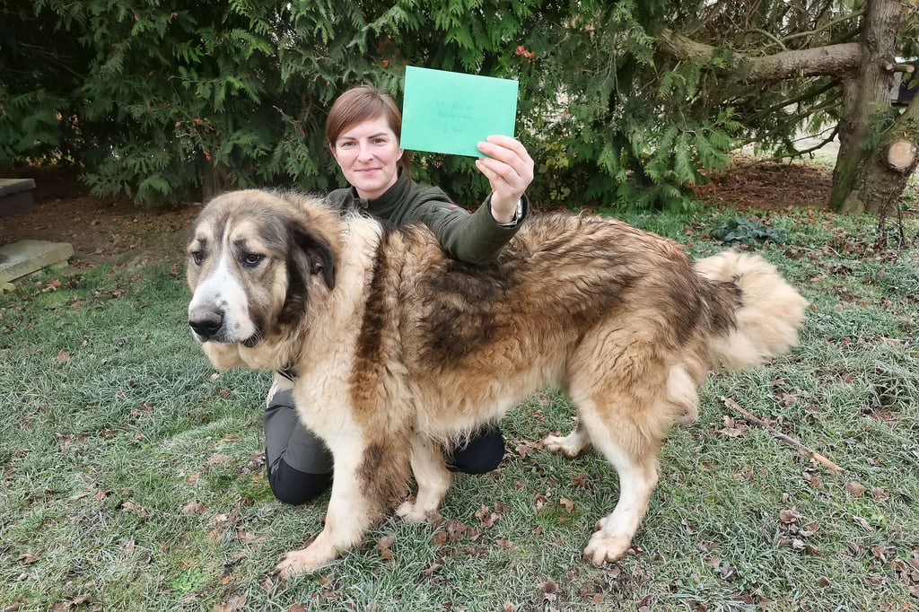 Nancy Behler, die Leiterin des Sangerhäuser Tierheims, freut sich über jede Spende. Davon fällt für Balu, den 60 Kilogramm schweren Pyrenäen-Berghund, bestimmt ein Leckerli ab. 