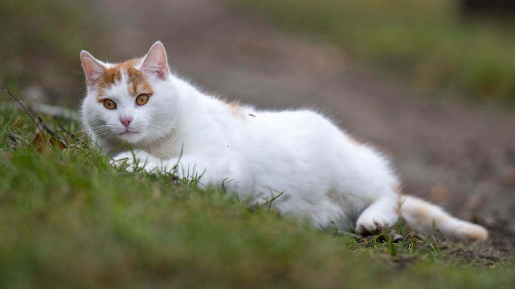 Es gibt Möglichkeiten, um Katzen vor der Vogelgrippe zu schützen. (Symbolbild)
