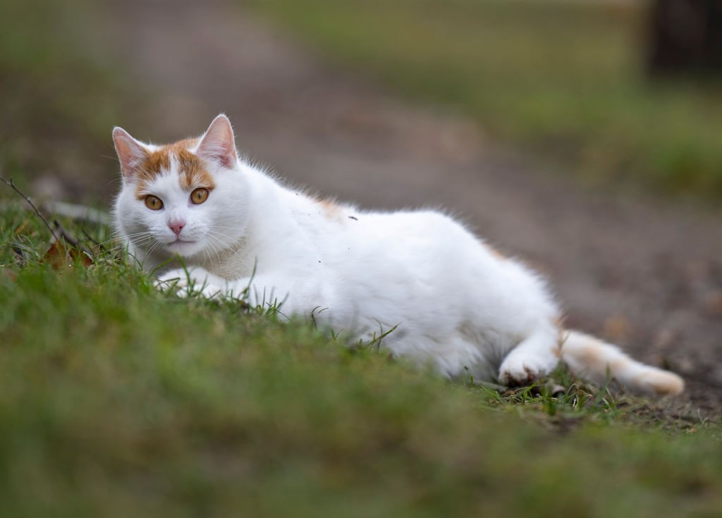 Es gibt Möglichkeiten, um Katzen vor der Vogelgrippe zu schützen. (Symbolbild)