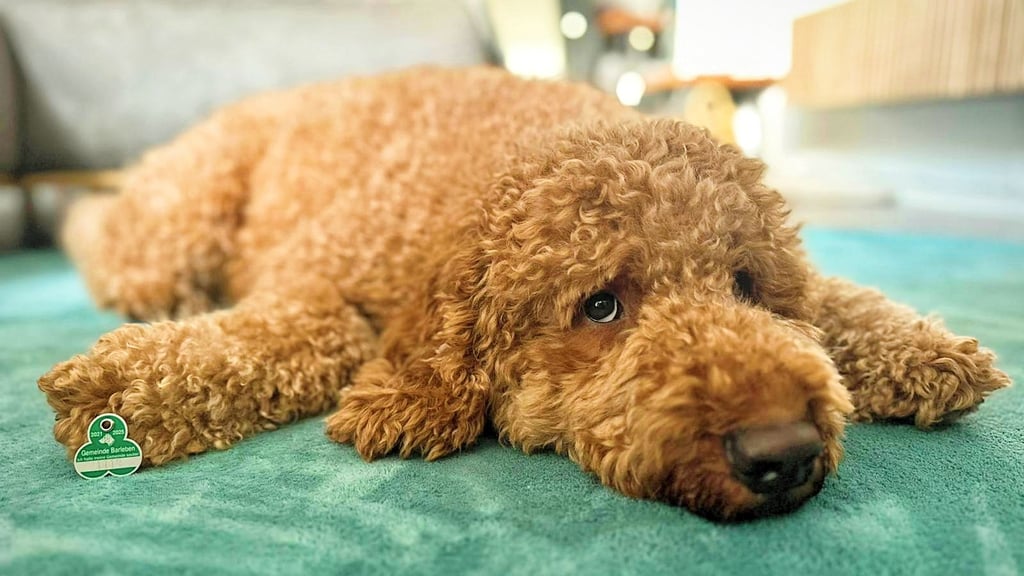 Goldendoodle Teddy braucht 2026 beim Gassigehen in Barleben keine neue Hundemarke mehr.