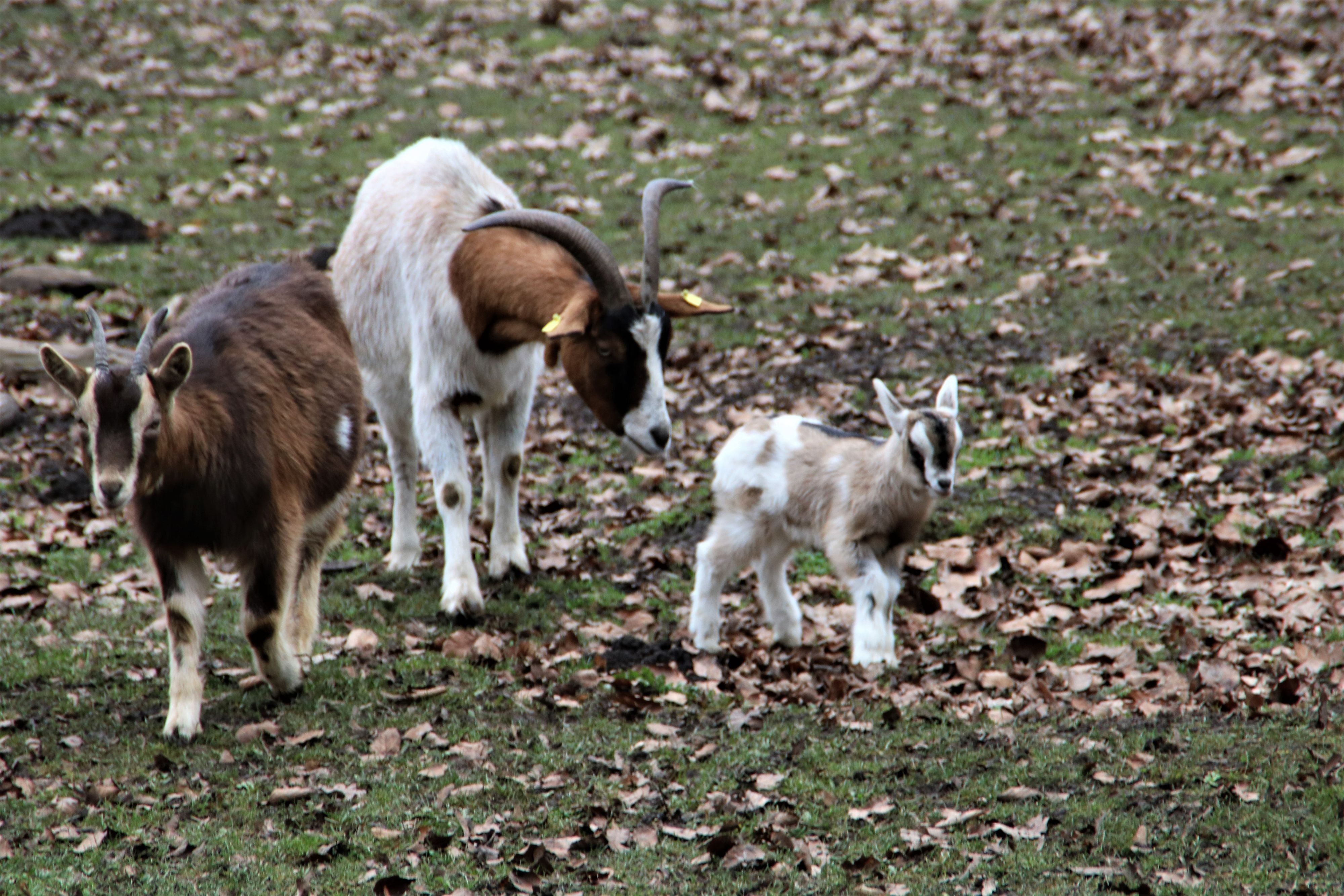 Kostenloses Angebot für Kinder: Wenn im Dunkeln Tiere munkeln: Oschersleben lädt zur Taschenlampen-Tour durch den Park