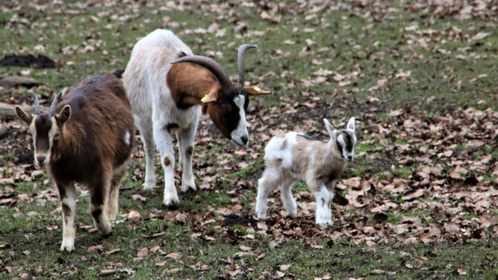 Im Wiesenpark ist traditionell der Winter die geburtenstärkste Jahreszeit. Davon überzeugen können Kinder sich jetzt selbst bei einer Taschenlampenführung