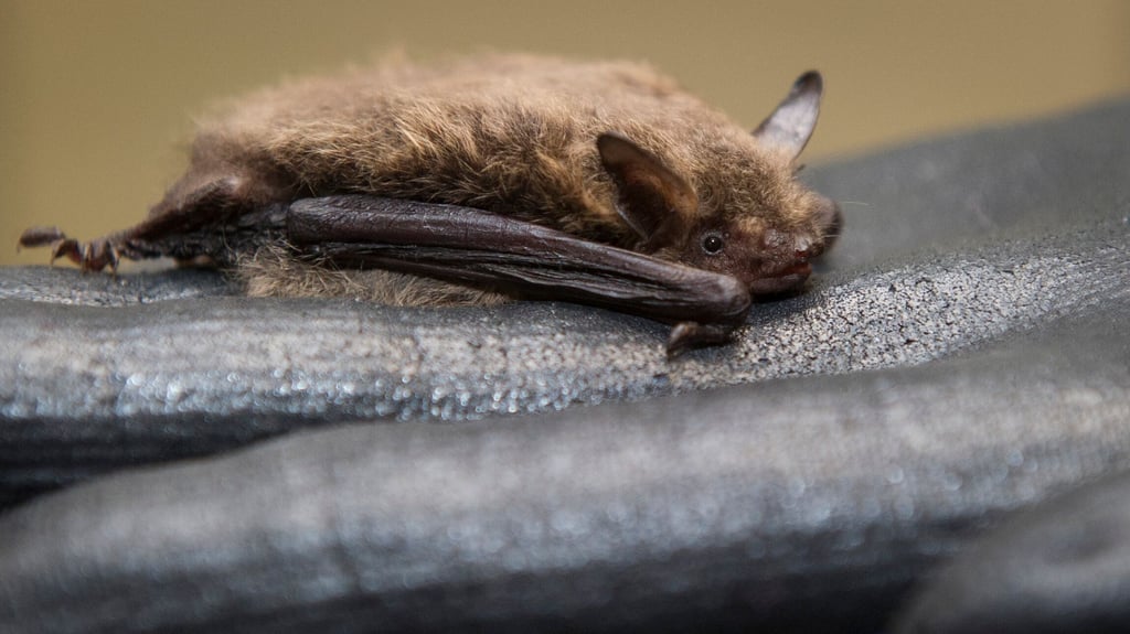 Für ihren Winterschlaf ziehen sich manche Fledermäuse gerne in Holzstapel zurück.