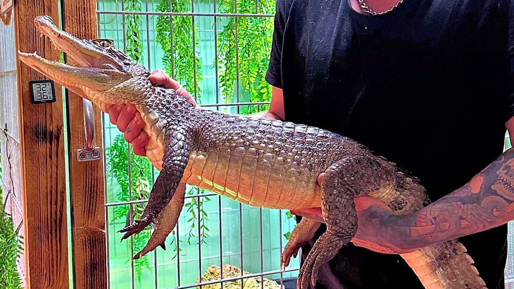 In seiner Auffangstation in Rengerslage (Kreis Stendal) darf Patrick Gower auch Kaimane, eine kleine Krokodilart, aufnehmen.