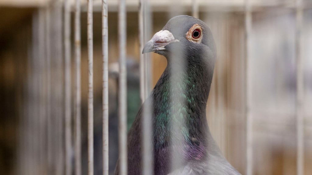 Hatte der Dieb keine Lust mehr, Porto zu zahlen? (Symbolbild)