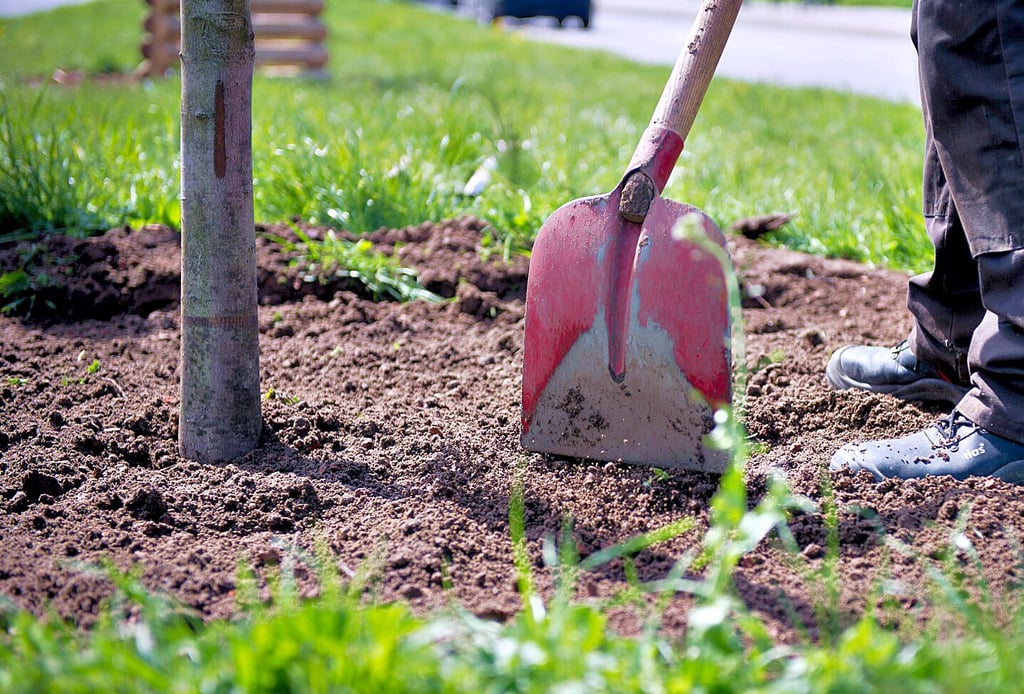 Eine Baumpflanzaktion in einer Stadt in Deutschland: Auch Gardelegens Stadtrat will einen Baum  pflanzen, aber nicht über die allerorts kursierende Baumchallenge.