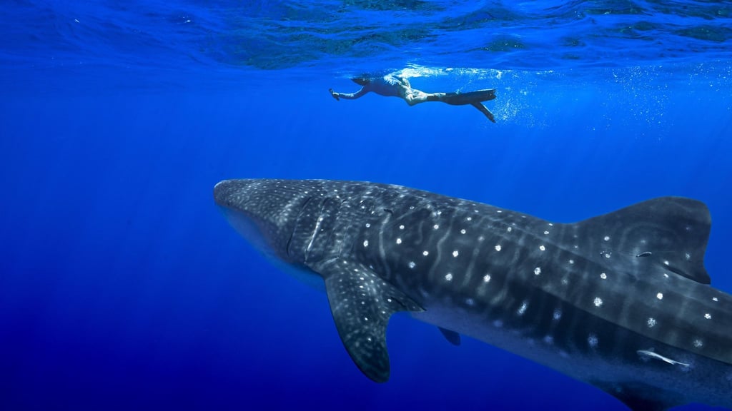Unter anderem für den Wahlhai beschloss die Weltartenkonferenz in Samarkand ein kommerzielles Handelsverbot. (Archivbild)