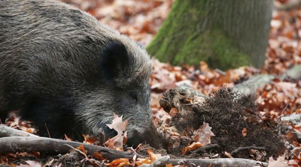 Durch das Wühlen im Boden nehmen Wildschweine häufig Giftstoffe auf. Doch nicht nur ihr Fleisch kann laut Hinweisen von Experten mit Schadstoffen belastet sein.