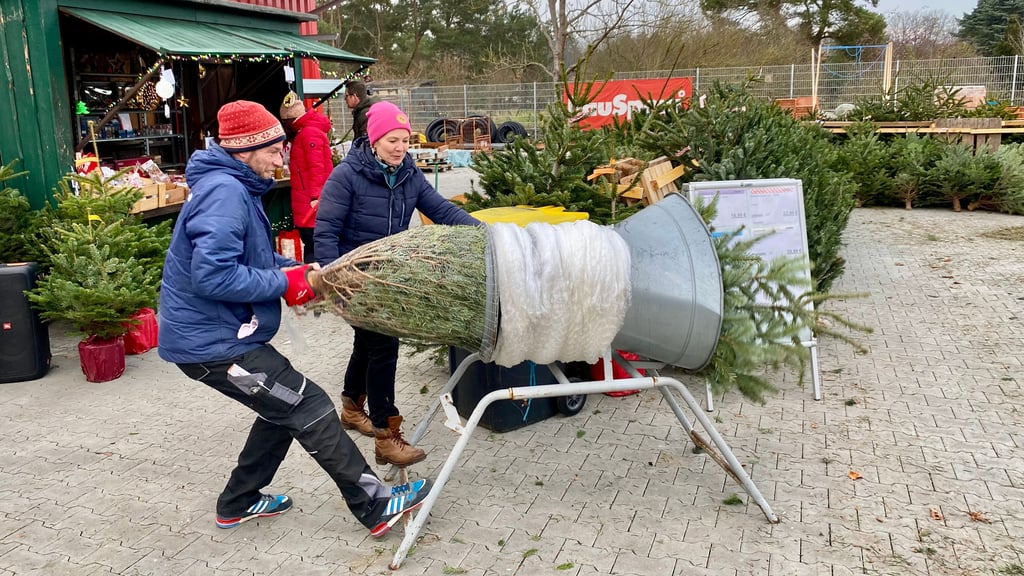 Thomas Kahlo packt den Tannenbaum bei Bauspezi in Güsen ein.