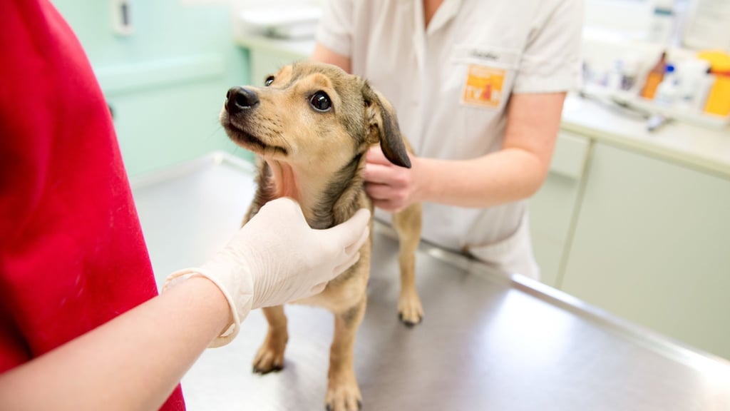 Eine Kastration wirkt sich auf den Hormonhaushalt - und damit oft auch auf das Verhalten des Hundes - aus.
