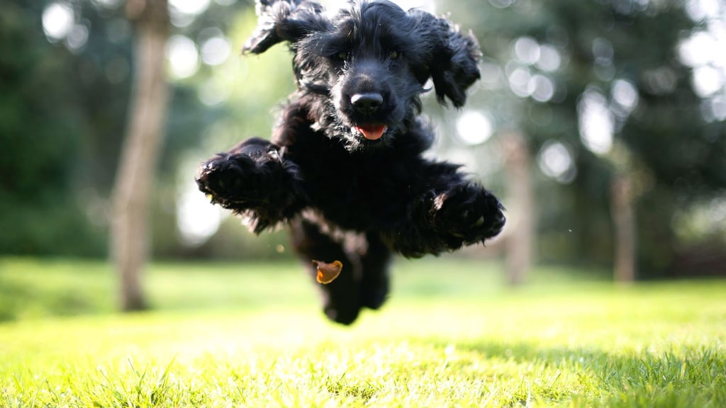 Sprunghaft - im wahrsten Sinne des Wortes: Hunde mit ADHS kann man schnell für Dinge begeistern, sie verlieren das Interesse aber auch schnell wieder.