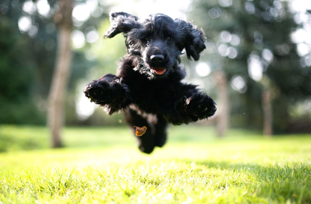 Sprunghaft - im wahrsten Sinne des Wortes: Hunde mit ADHS kann man schnell für Dinge begeistern, sie verlieren das Interesse aber auch schnell wieder.