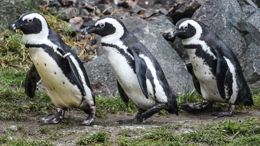 Brillenpinguine im Tierpark Berlin