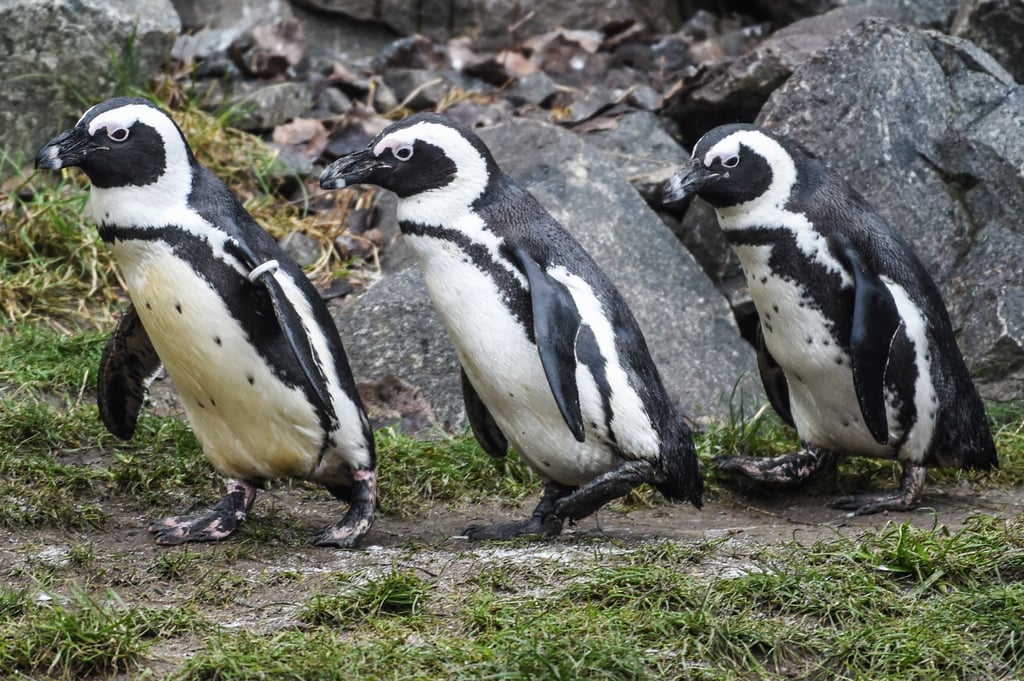 Brillenpinguine im Tierpark Berlin