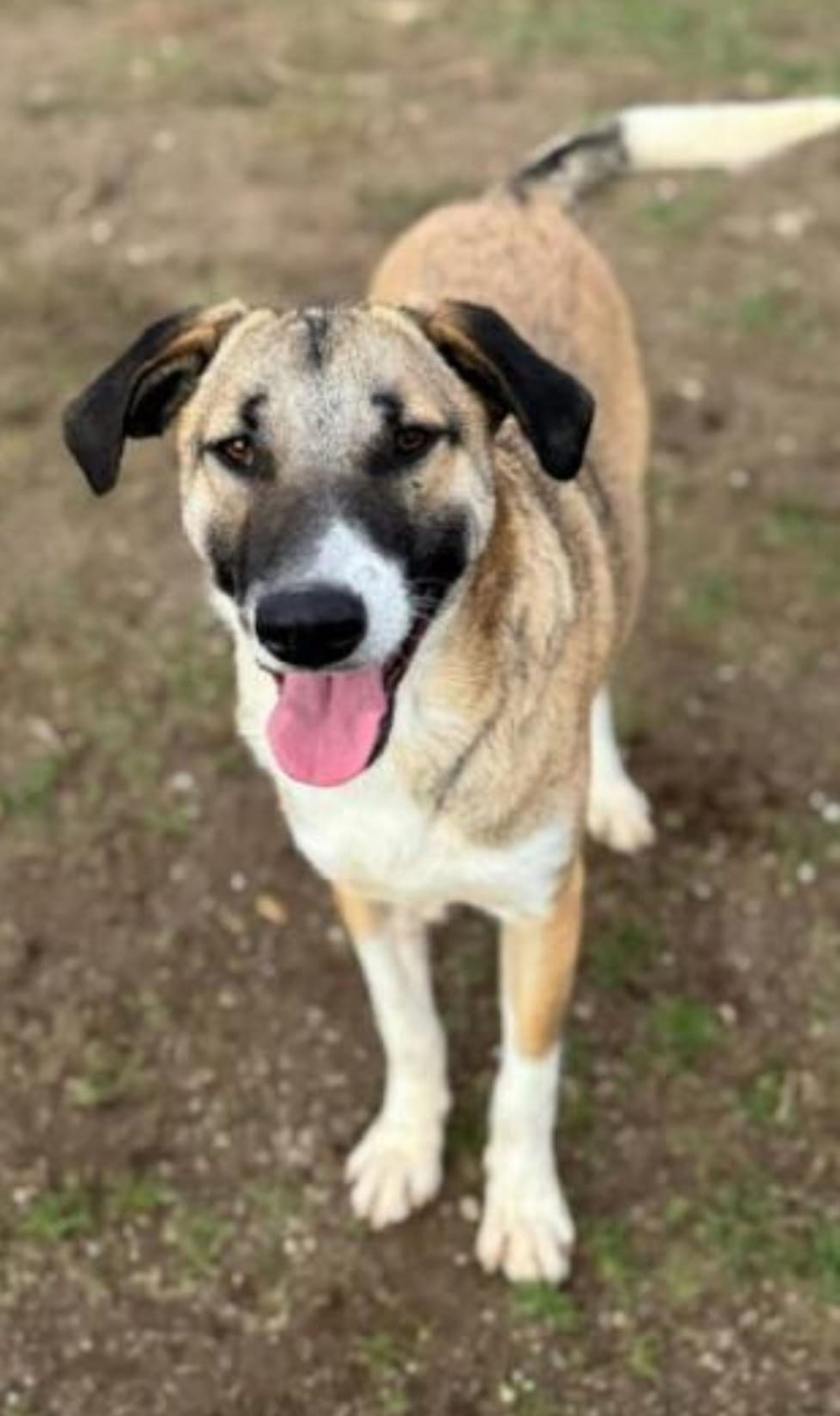 Tier wird vermisst: Hilferuf – Hund im Harz entlaufen: Das gilt es bei einer Sichtung zu beachten