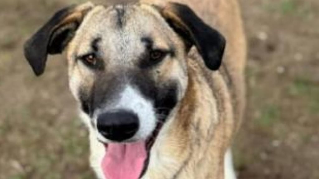 Hund Joris ist entlaufen. Seit Mitte November ist er alleine unterwegs.