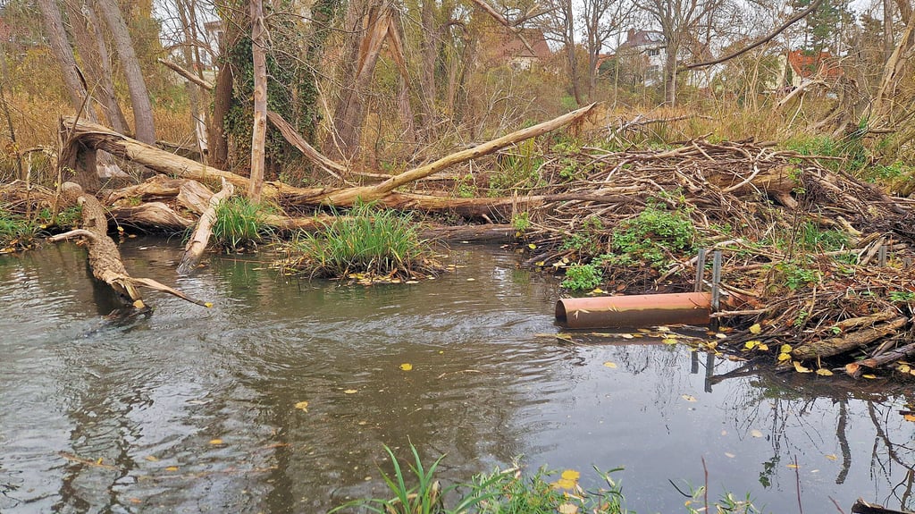 Ein besonders großer Damm ist in der Nähe der Keuschberger Straße entstanden. Nicht alle umgefallenen Bäume sind eine Folge des Bibers. 