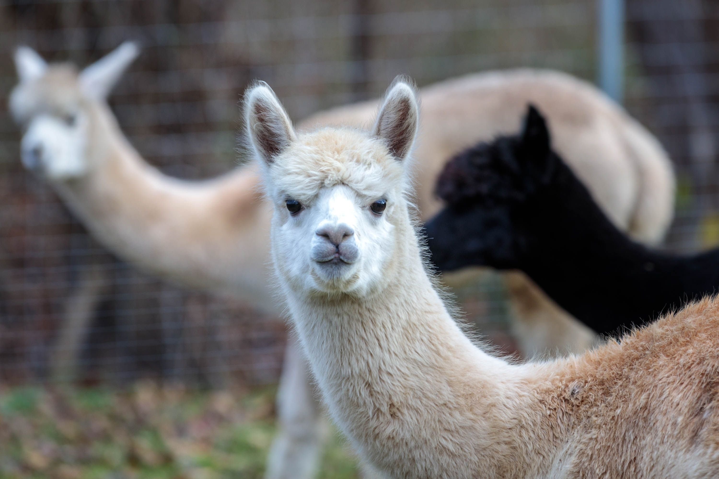 Alpakas in der Gemeinde Elsteraue: In Oelsen wohnen jetzt drei junge Alpkas. Wie es dazu kam.