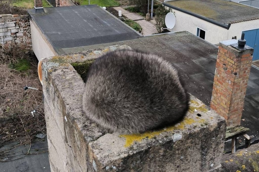 Der Waschbär auf dem Schornstein in Burg.