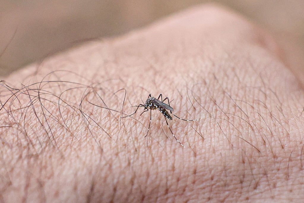 Chikungunyafieber kann durch Mückenstiche ausgelöst werden. (Symbolbild)