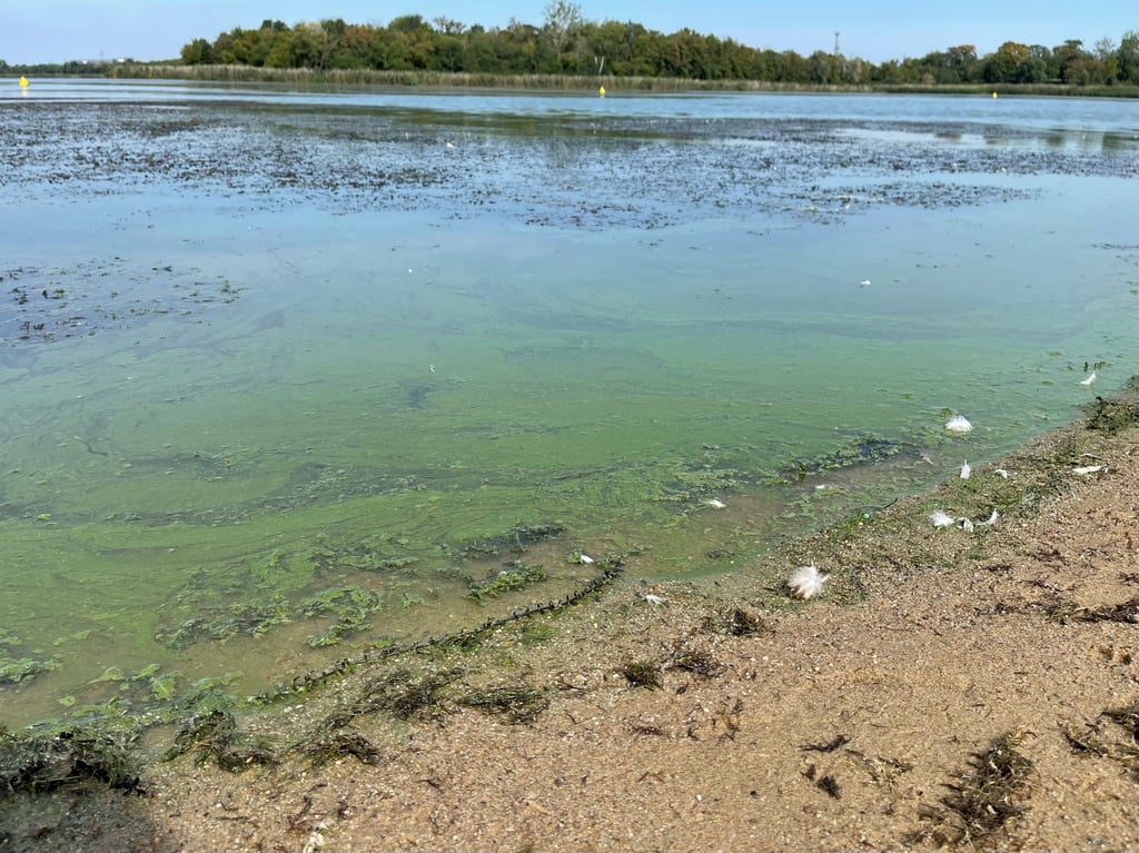Blaualgen im Strandbad Neustädter See in Magdeburg: Ein Szenario, das sich jährlich wiederholt. Dem Gewässer machen aber vor allem die Phosphateinträge zu schaffen.
