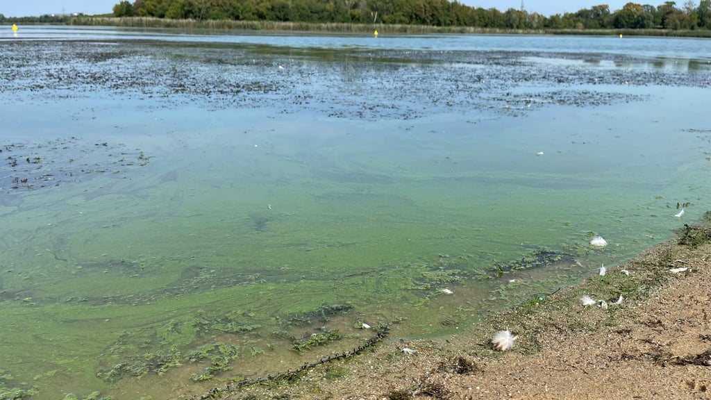 Blaualgen im Strandbad Neustädter See in Magdeburg: Ein Szenario, das sich jährlich wiederholt. Dem Gewässer machen aber vor allem die Phosphateinträge zu schaffen.