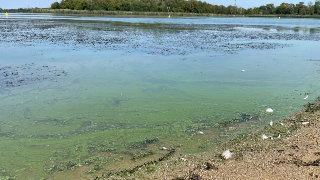 Blaualgen im Strandbad Neustädter See in Magdeburg: Ein Szenario, das sich jährlich wiederholt. Dem Gewässer machen aber vor allem die Phosphateinträge zu schaffen.