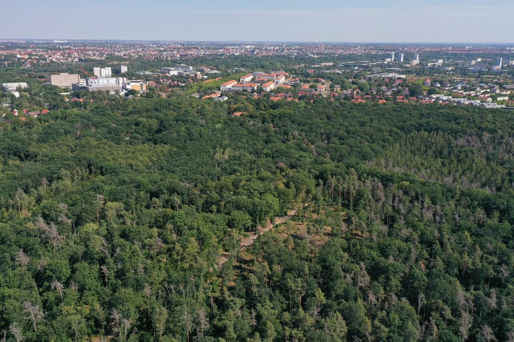 Die Dölauer Heide macht Halle grün. Aber wie grün ist die Stadt im Vergleich mit anderen Kommunen?