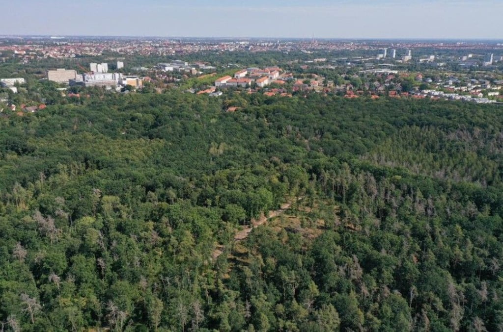 Die Dölauer Heide macht Halle grün. Aber wie grün ist die Stadt im Vergleich mit anderen Kommunen?