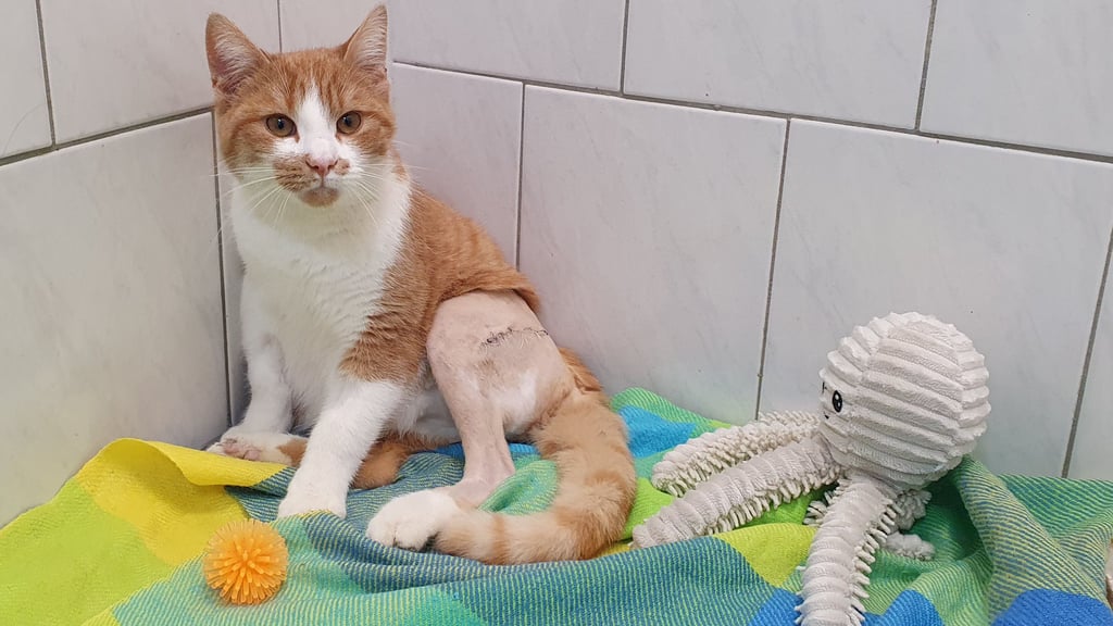 Gepflegt, zutraulich, menschenbezogen: der junge Kater Eddy, der sich im Tierheim Quedlinburg von seinen bei einem Unfall erlittenen Verletzungen erholt.