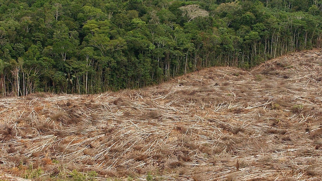 Abholzung des Regenwalds im Amazonasgebiet in Brasilien.