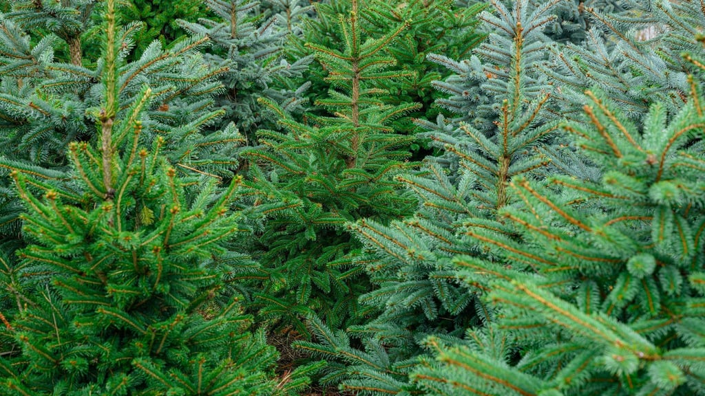 Die Polizei ermittelt wegen Diebstahls. (Symbolbild)