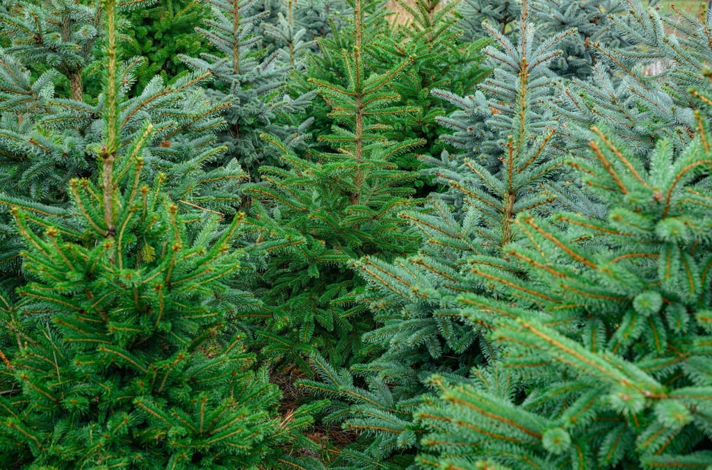 Die Polizei ermittelt wegen Diebstahls. (Symbolbild)