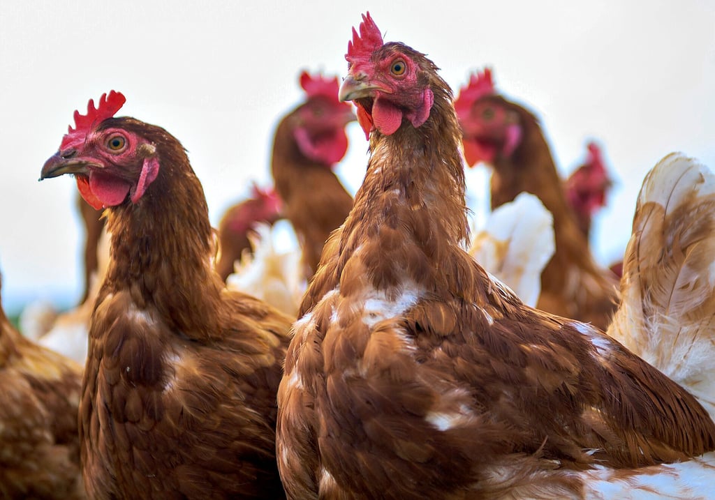 Die Vereinsschau des Rassegeflügelzuchtvereins „1936“ Eggersdorf kann wie geplant am Wochenende stattfinden. Zu sehen sind neben Hühnern auch Tauben, Gänse, Puten und vieles mehr. 