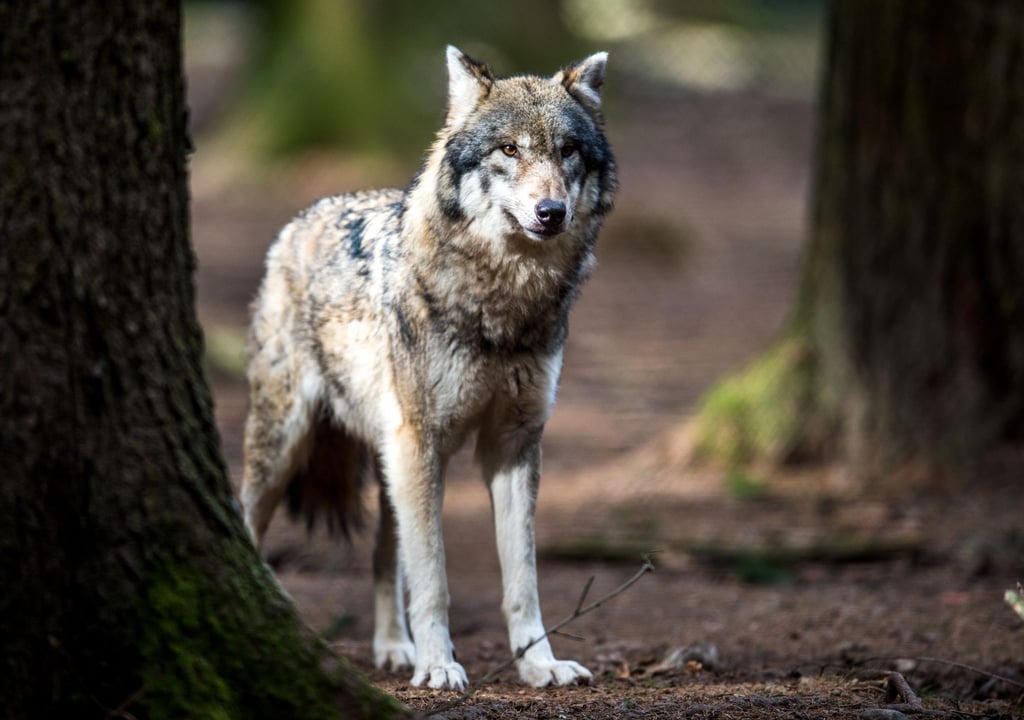 Thüringen hat ein neues offizielles Wolfsterritorium im Grenzgebiet zu Sachsen. (Symbolbild)
