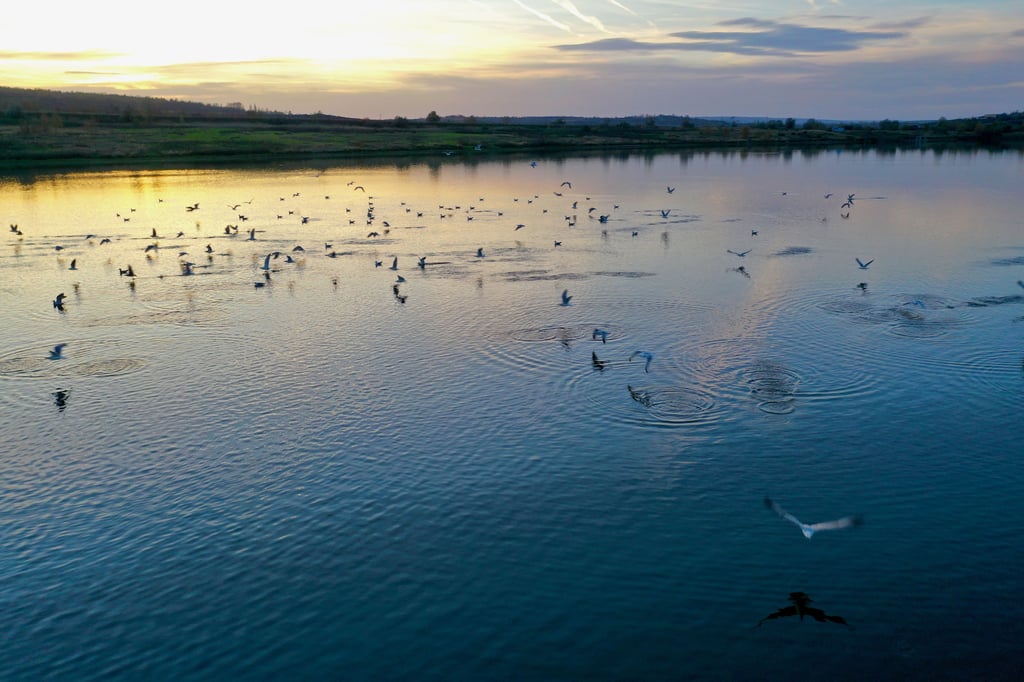 Zugvögel haben die Wasserflächen im Tagebau in Amsdorf für sich entdeckt. 