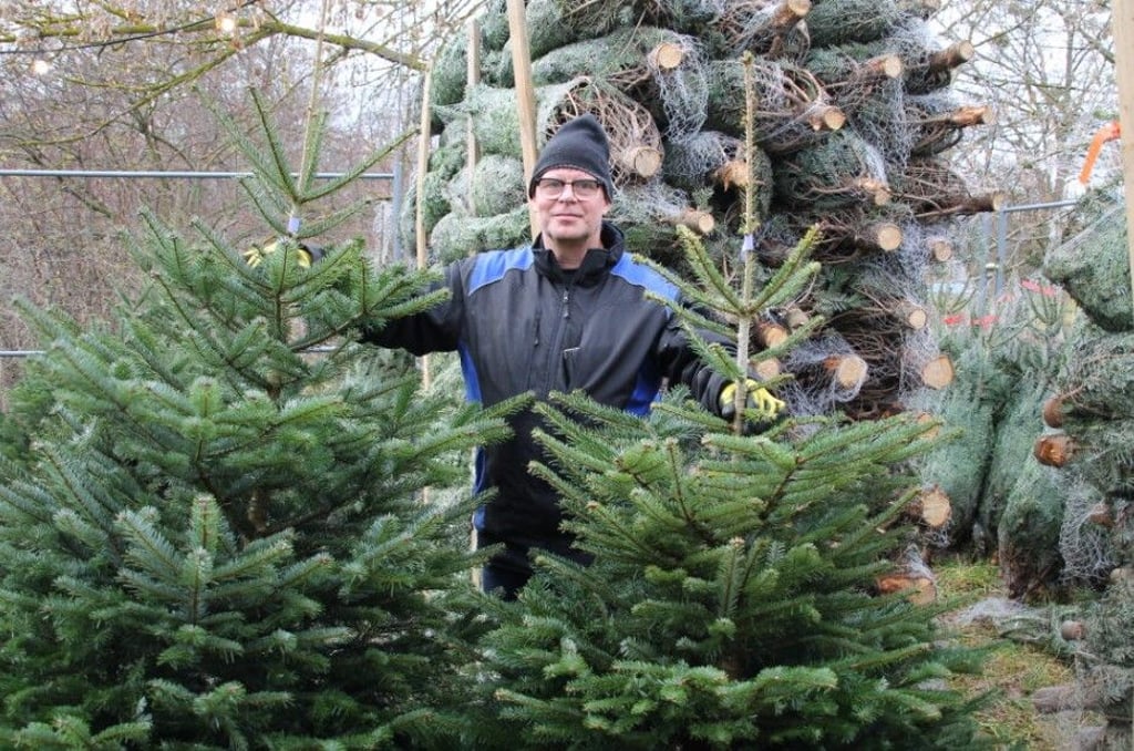 Welcher Baum darf's sein? Mitarbeiter Thomas Selle präsentiert am Weihnachtsbaumverkauf in der Dölauer Straße verschiedene Nordmann-Tannen.