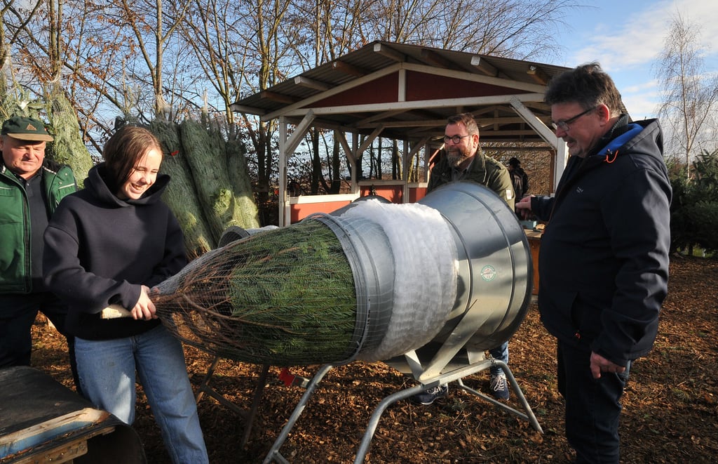 Trudi Probst hilft im Kälbertal bei Hohlstedt beim Einnetzen der Weihnachtsbäume. 