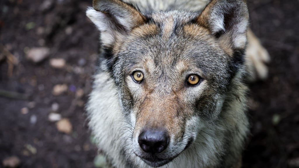 Im Nationalpark Harz leben zwei Wolfsrudel.