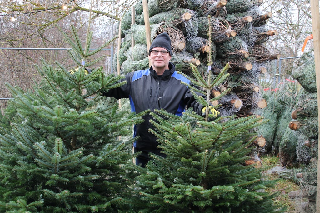Welcher Baum darf's sein? Mitarbeiter Thomas Selle präsentiert am Weihnachtsbaumverkauf in der Dölauer Straße verschiedene Nordmann-Tannen. 